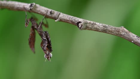 Hanging-under-a-twig-and-suddenly-moves-swaying-its-body-to-the-left-and-right,-Parablepharis-kuhlii,-Mantis,-Southeast-Asia