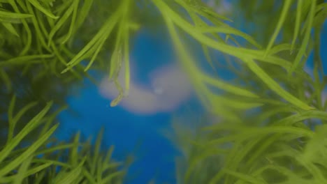 a beautiful backwards camera movement, macro shot, going back from the sky into the soil through the grass