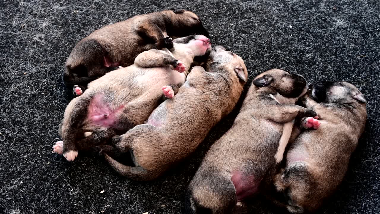 grupo de cachorros recém-nascidos que dormem