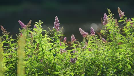 flores de arbusto de mariposa en la orilla del río