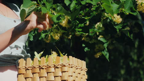 un hombre recoge flores de tilo y pone en una cesta una colección de plantas útiles y curativas