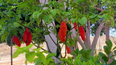 Venezolanische-Aji-Dulce-Paprikapflanzung-Im-Bio-Garten