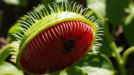 a venus flytrap capturing a fly