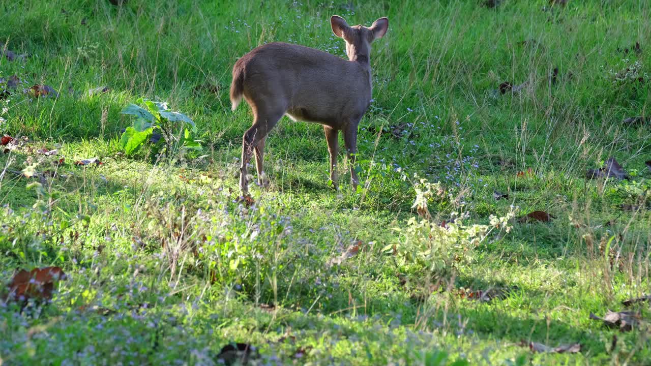 ciervo cerdo indio, hyelaphus porcinus