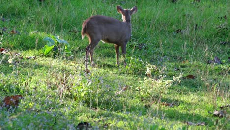 Ciervo-Cerdo-Indio,-Hyelaphus-Porcinus