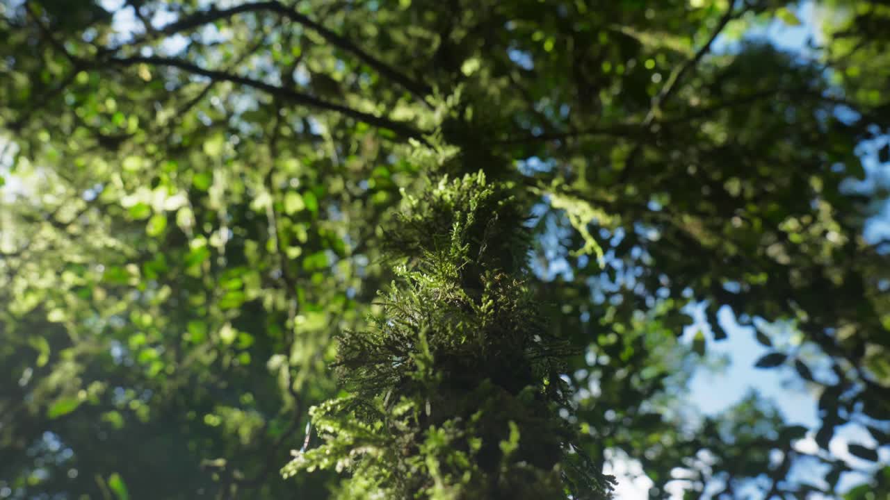 Looking up at a tall tree in a dense forest, capturing its towering height and the lush canopy above, creating a sense of awe and connection with nature.