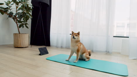 Un-Lindo-Perro-Sentado-En-Una-Estera-De-Yoga