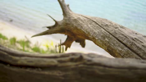 broken trees on seaside climat