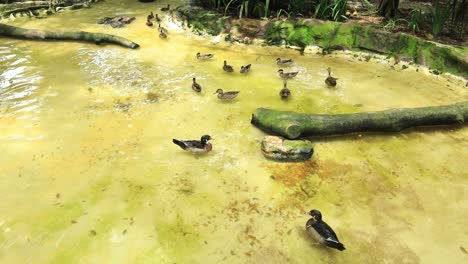 patos de madera en un estanque