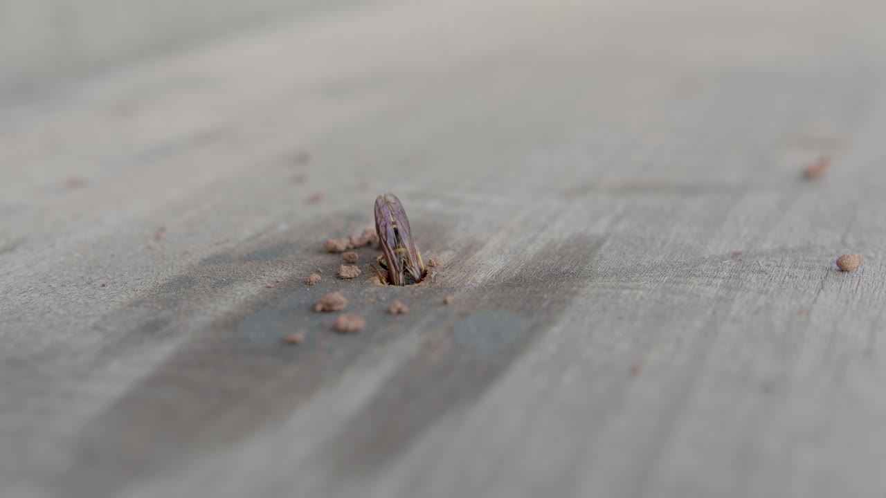 avispa alfarera limpiando su nido en un agujero de madera de escombros
