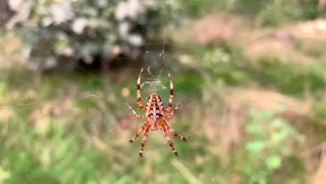 vista de cerca de una pequeña araña multicolor sentada en su telaraña