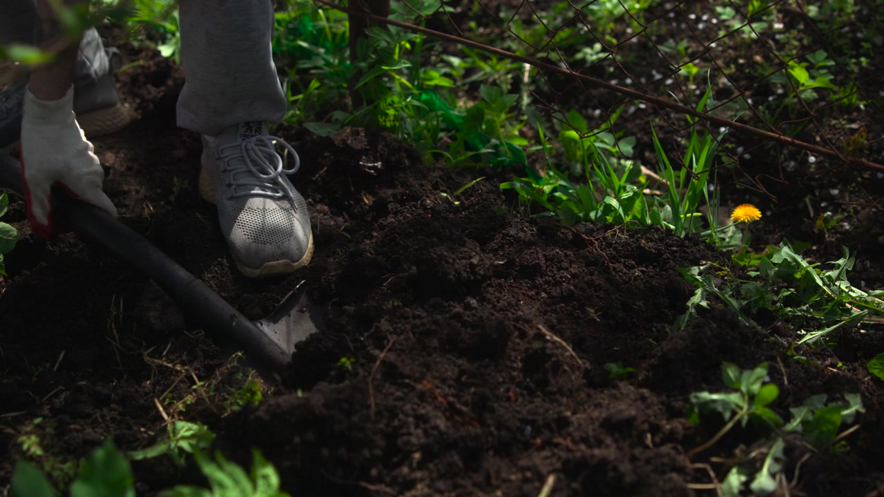 Close-up of a person wearing outdoor shoes and using a shovel to turn dark soil among green plants and fallen leaves, with sunlight filtering through dense