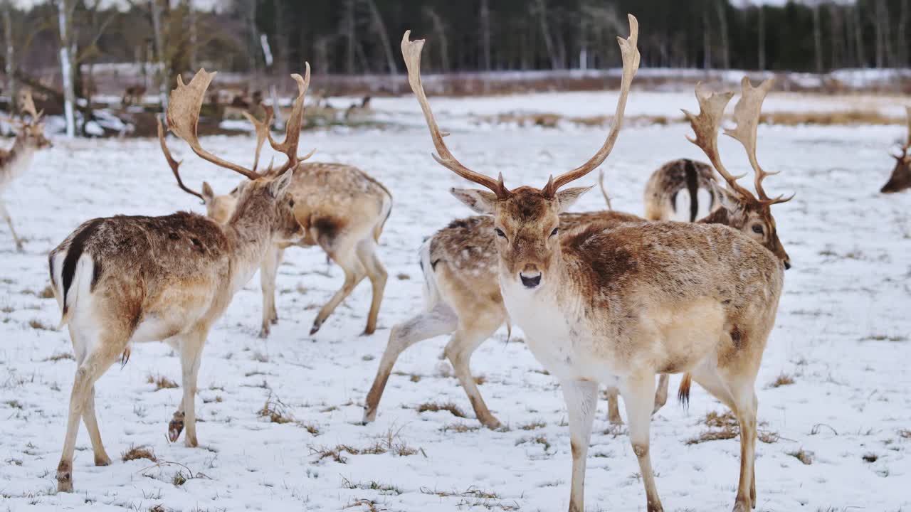 Døsige hjortedyr vandrer sakte gjennom myk snø i tidlig skogslys