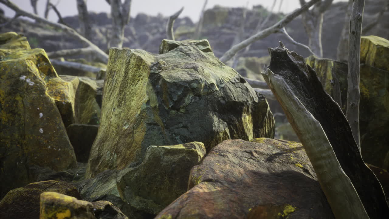 Textured rocks and dry branches in an arid landscape during daylight