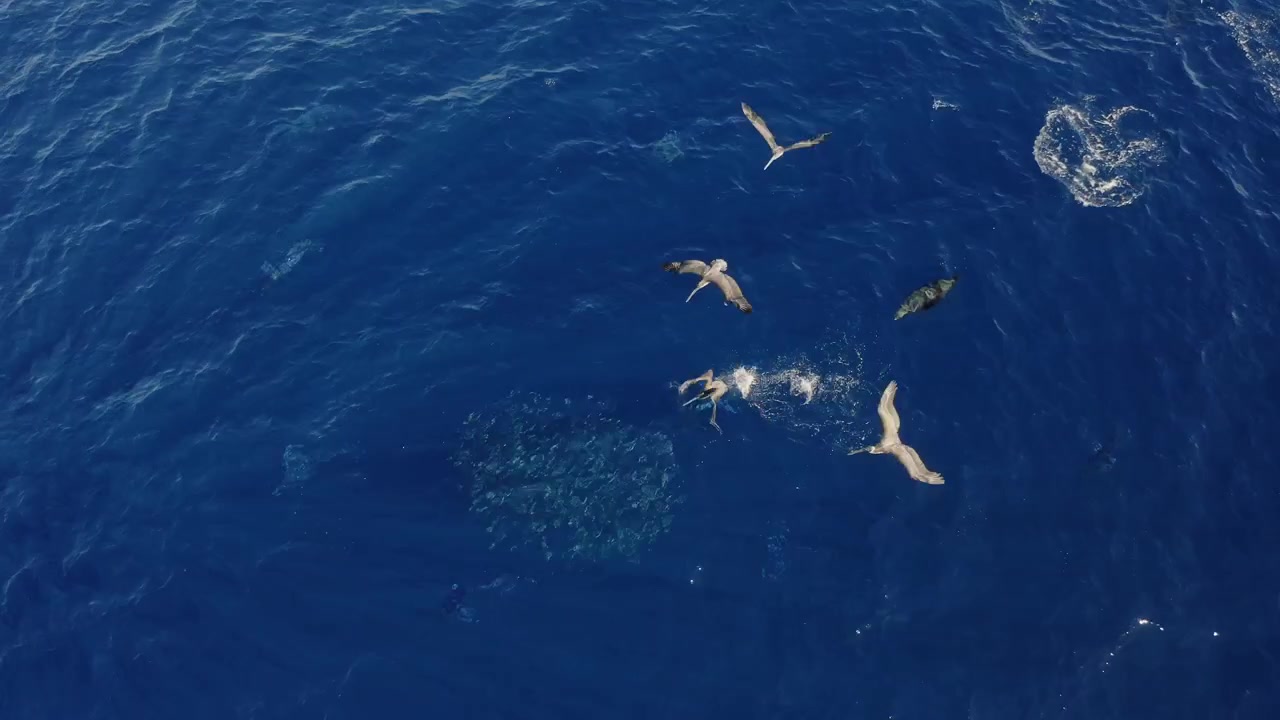 Ripresa aerea con drone di pellicani e predatori marini che cacciano un denso banco di sardine nell'Oceano Pacifico durante la Corsa delle Sardine messicana in Bassa California del Sud, Messico