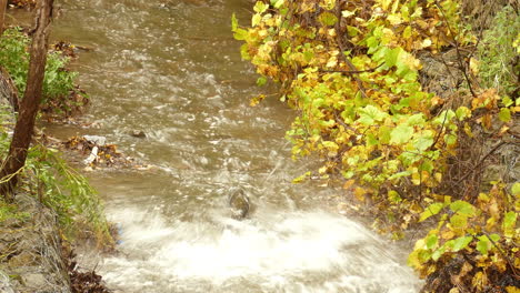 Spectacular-view-of-Salmon-migrating-back-to-spawning-grounds-and-jumping-over-shallow-river-water