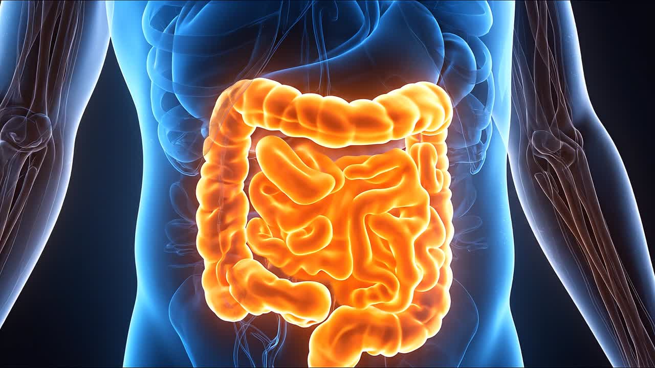 Corpo umano trasparente che evidenzia l'intestino crasso luminoso nell'addome, visualizzazione anatomica medica, struttura dettagliata del sistema digestivo.
