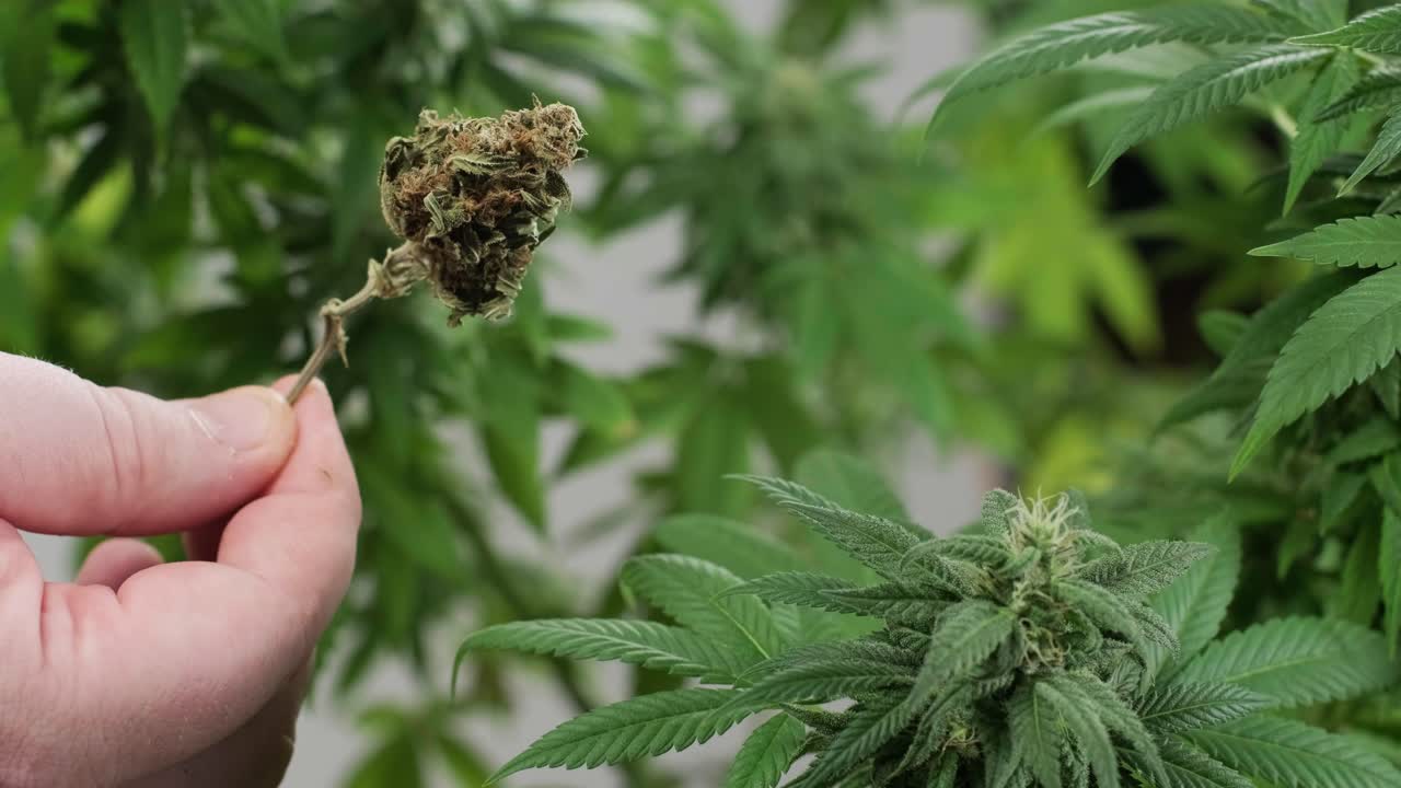 건조한 cbd 대마초 의 클로즈업, 대마초 potheads 어