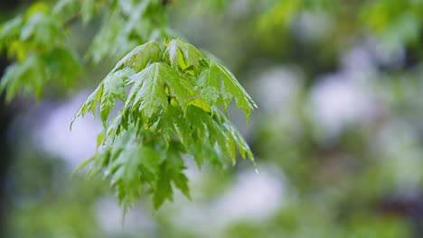 Ständiger-Regen-Fällt-Auf-Äste-Mit-Blättern---Zeitlupe