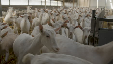 a herd of goats standing in a barn house