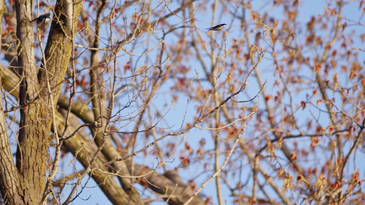 Cinematic view of purple martins dancing in the air, slowed for dramatic effect.