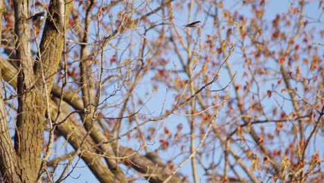 cinematic view of purple martins dancing in the air, slowed for dramatic effect.