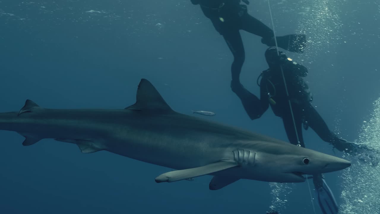 gran tiburón azul con un grupo de buzos en el fondo nadando a través del océano en cámara lenta