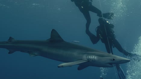 large blue shark with a group of divers in the background swimming through the ocean in slow motion