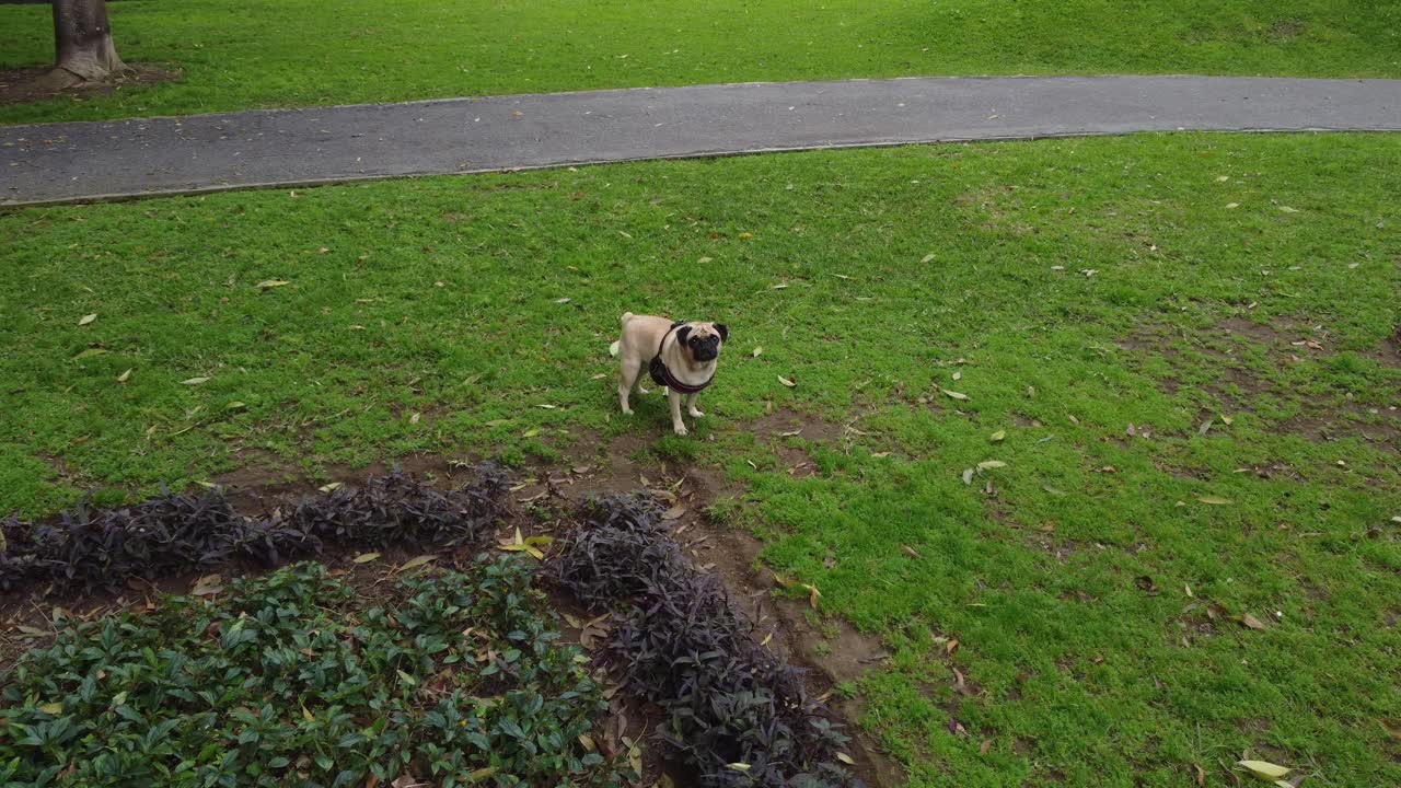 공원의 풀밭에 가만히 서 있는 퍼그 개의 드론 비디오