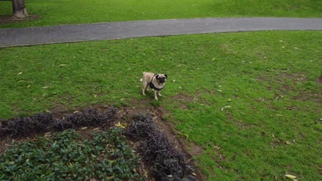 video de un dron de un perro pug parado en la hierba en un parque