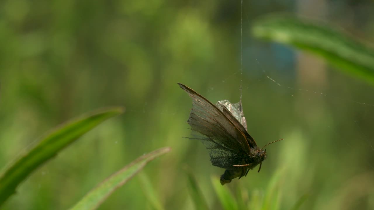 거미줄에 걸린 죽은 나비