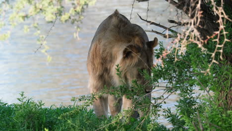 Junger-Männlicher-Löwe-In-Der-Nähe-Des-Seeufers-Im-Südlichen-Afrika