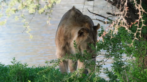 joven león macho cerca de la orilla de un lago en el sur de áfrica