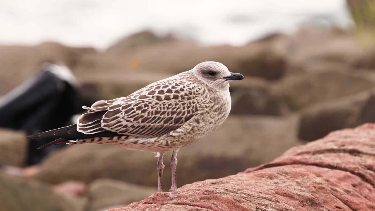 la gaviota se alza en las rocas cerca del mar.