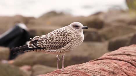 la gaviota se alza en las rocas cerca del mar.