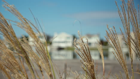 focus shift from windblown beachgrass to mansions over bay in distance