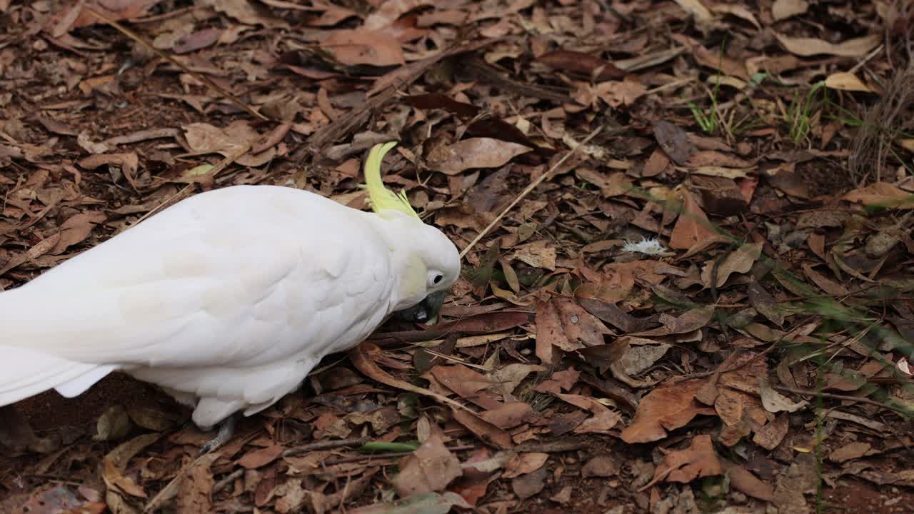 카카투는 쓰러진 잎 사이를 찾아 는다.