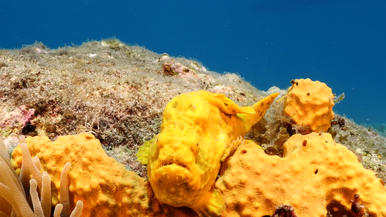 쿠라카오 주변의 카리브 해의 산호초에 있는 개구리 물고기