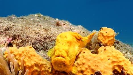 pez rana en el arrecife de coral del mar caribe alrededor de curacao