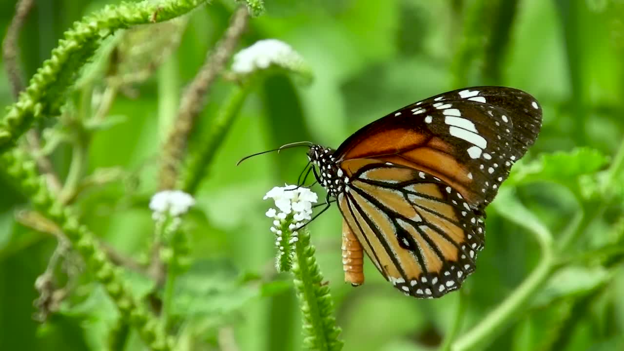 mariposa bebiendo chupando apesta comiendo néctar miel de flor blanca naranja negro mariposa blanca primer plano naturaleza en el sur de asia danaus genutia mariposa tigre común