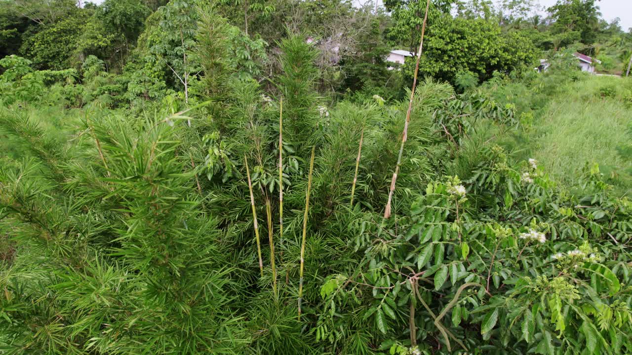 árbol de bambú entre otros árboles en la jungla, avión no tripulado descendiendo, viento soplando