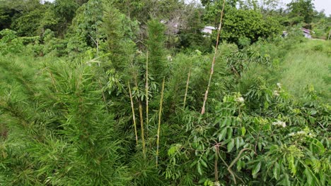 Bamboo-tree-in-between-other-trees-in-the-jungle,-drone-descending,-wind-blowing