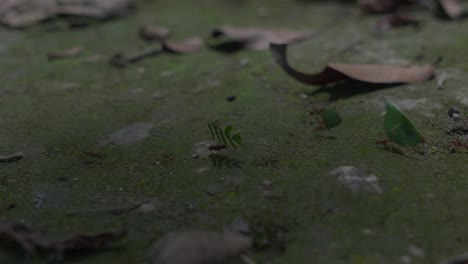 Ants-carrying-leaves-on-ground