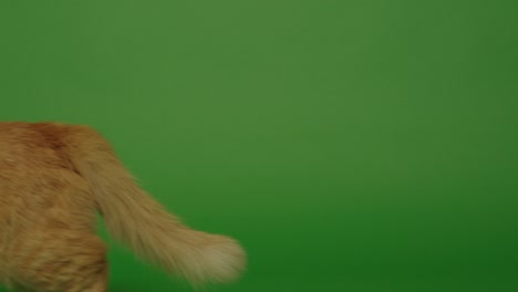 orange cat  marches on the green screen