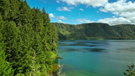 pine tree forest on shore of blue lake tikitapu in new zealand on sunny day