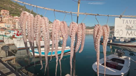 octopus drying at a greek taverna