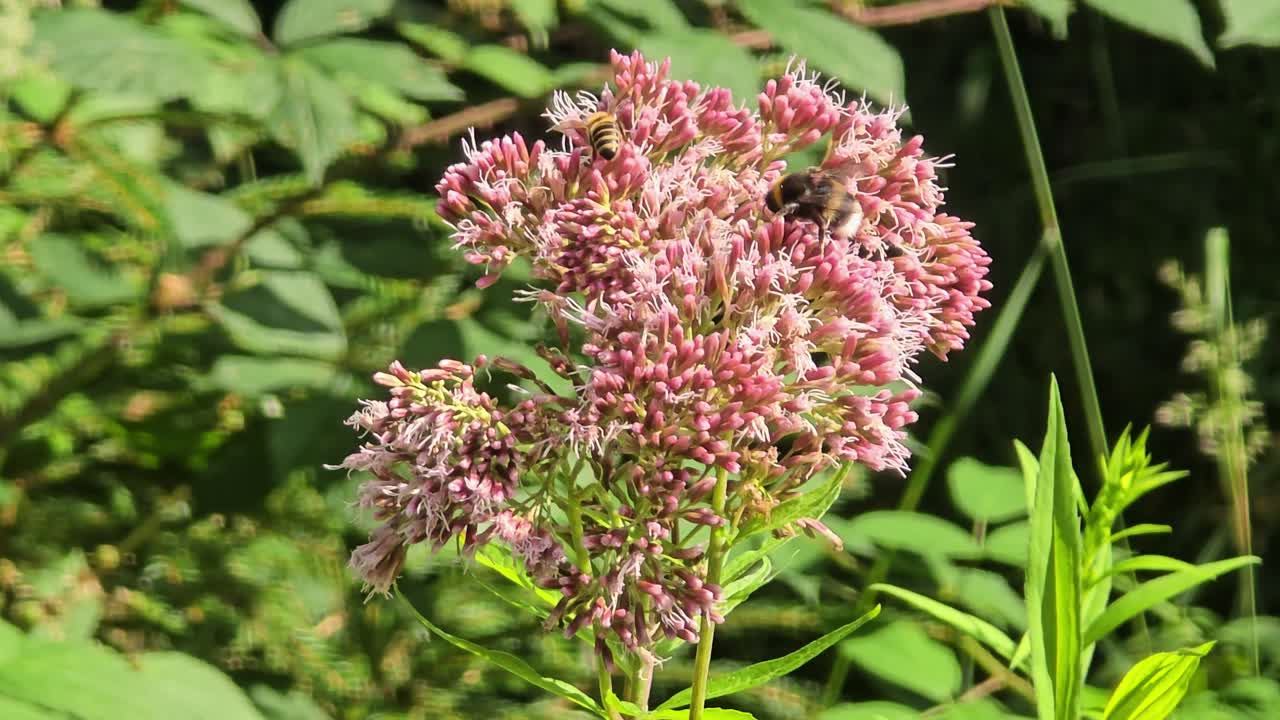 Close-up bee collecting pollen on eupatorium cannabinum swaying in breeze