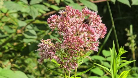 close-up bee collecting pollen on eupatorium cannabinum swaying in breeze