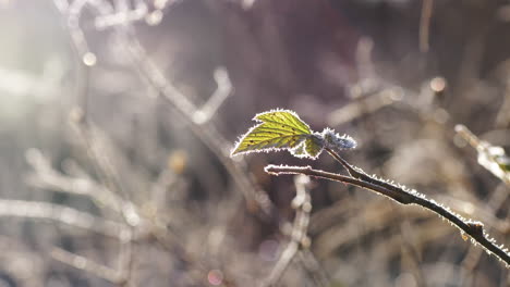 a single green leaf survives winter with a frost formed on it