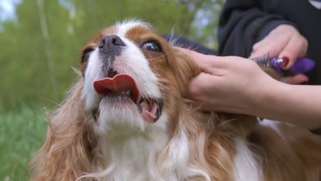 cavalier king charles spaniel. shot on super slow motion camera 1000 fps